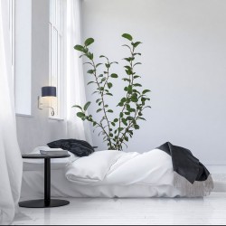 Sieninis šviestuvas FLORYDA LY14569-CL